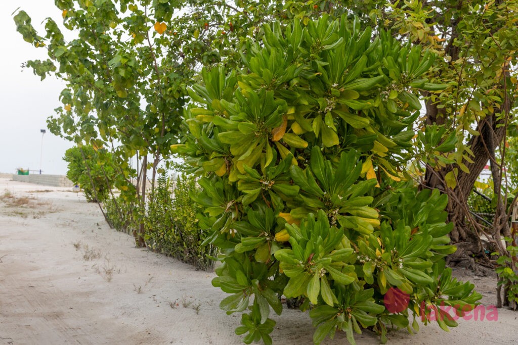Сцевола таккада (Scaevola sericea) цветы мальдив