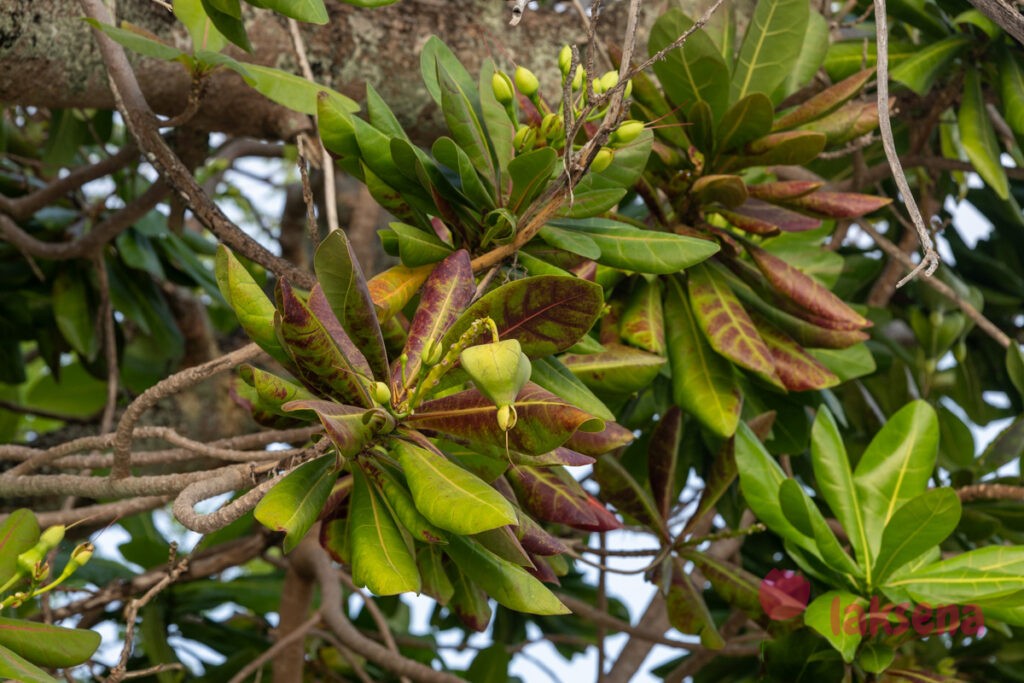 Баррингтония азиатская (Barringtonia asiatica) цветы мальдив