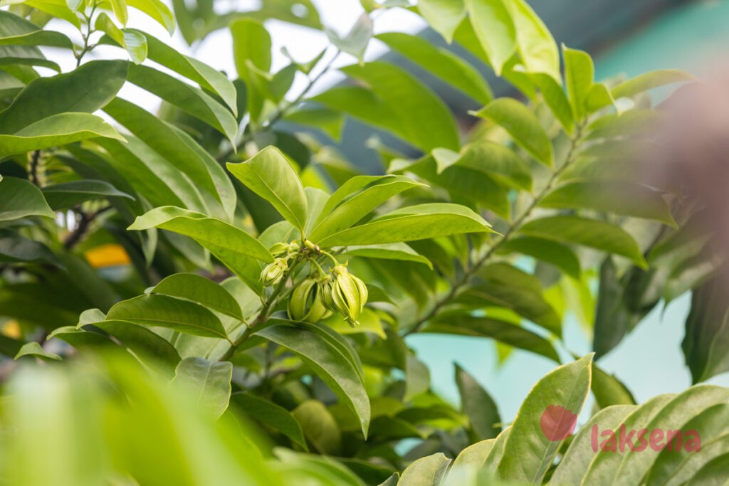 Вьющийся Иланг-Иланг (Artabotrys siamensis) цветы мальдив