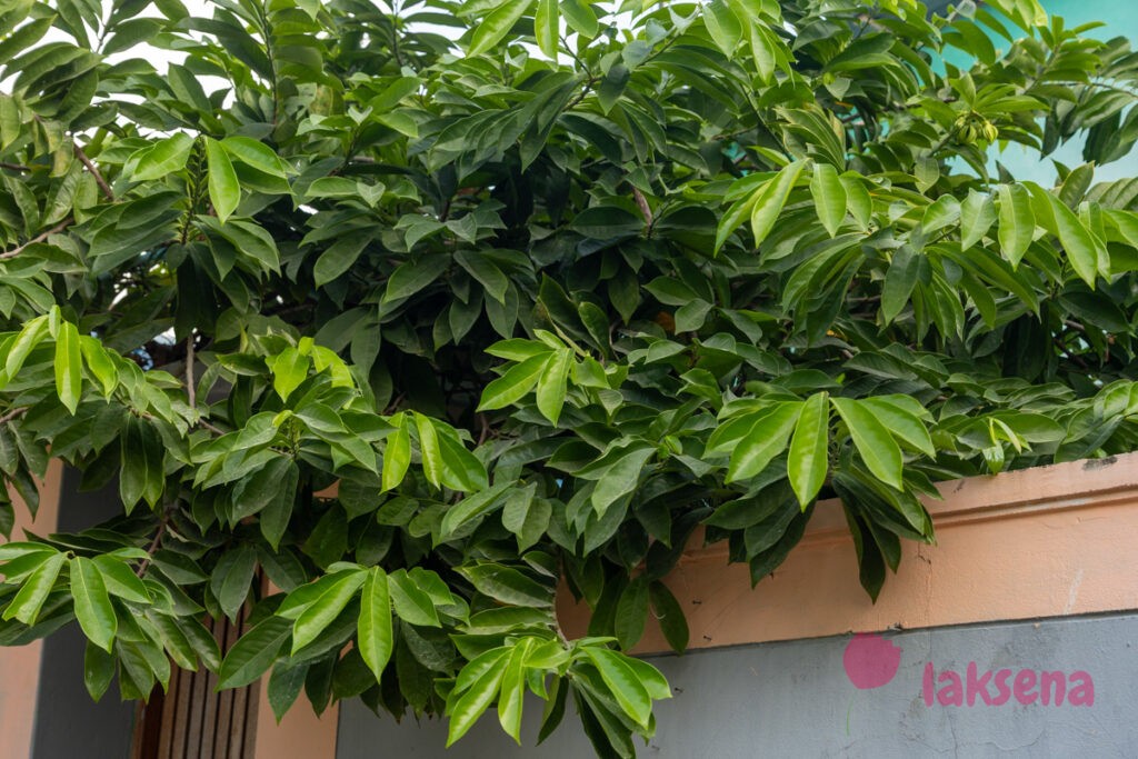 Вьющийся Иланг-Иланг (Artabotrys siamensis) цветы мальдив