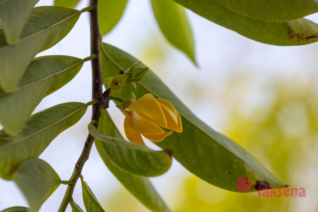 Вьющийся Иланг-Иланг (Artabotrys siamensis) растения мальдив