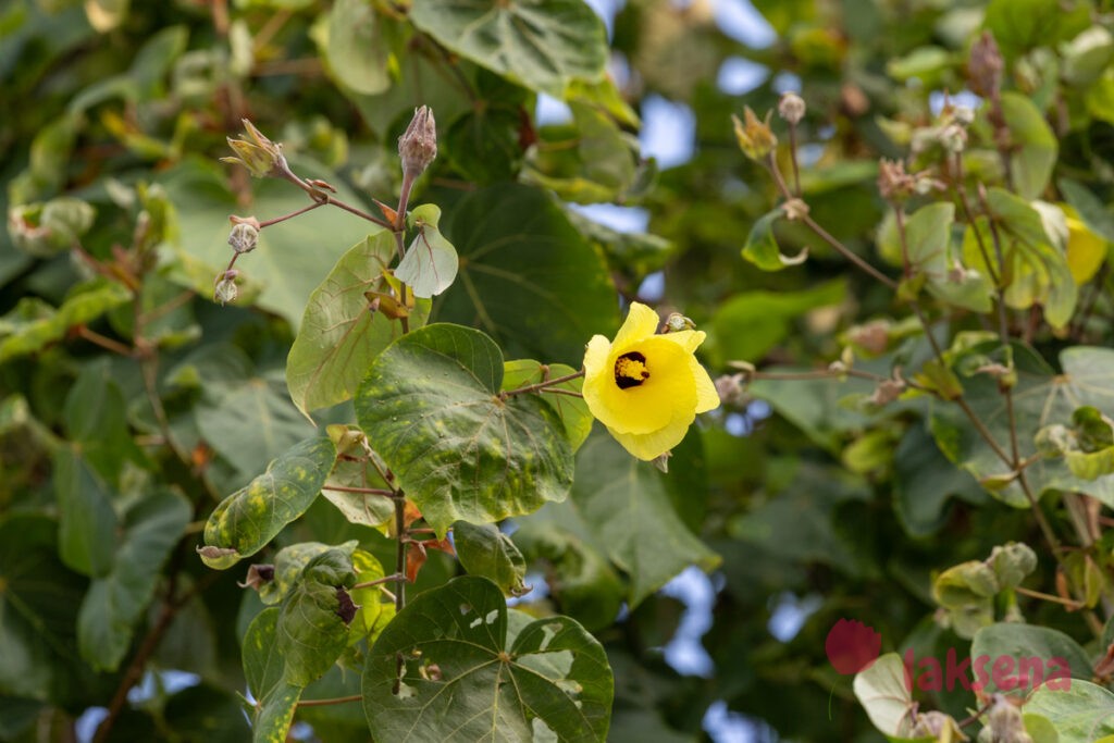 Гибискус липовидный (Talipariti tiliaceum) цветы мальдив