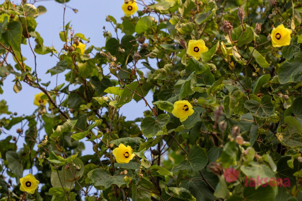 Гибискус липовидный (Talipariti tiliaceum) цветы мальдив