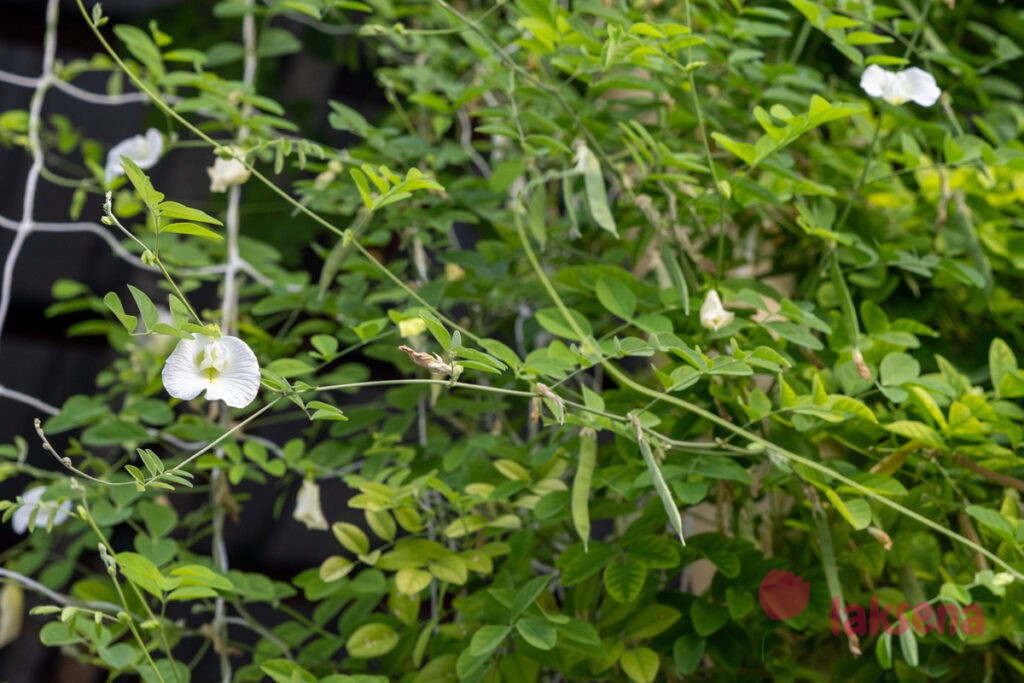 Клитория тройчатая (Clitoria ternatea) растения мальдив