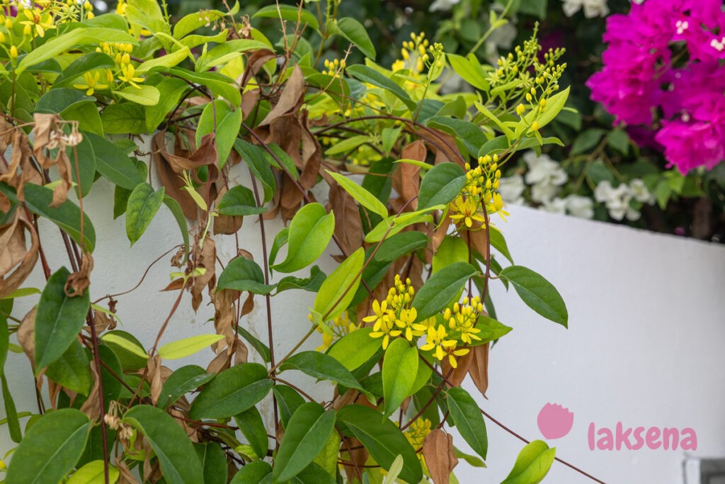 Тристеллатейя (Tristellateia australasiae) цветы мальдив