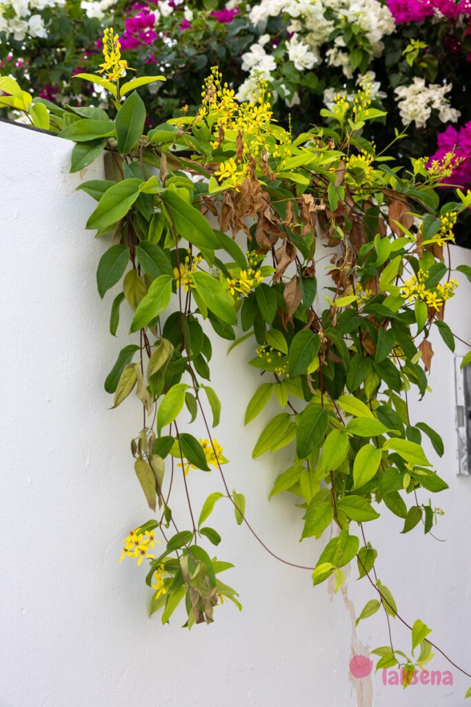 Тристеллатейя (Tristellateia australasiae) цветы мальдив