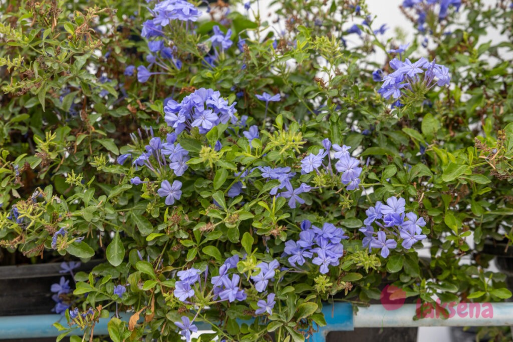 Свинчатка или Плюмбаго ушковидное (Plumbago auriculata) цветы мальдив