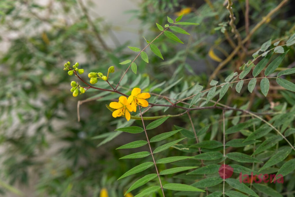 Сенна западная (Senna occidentalis) цветы мальдив