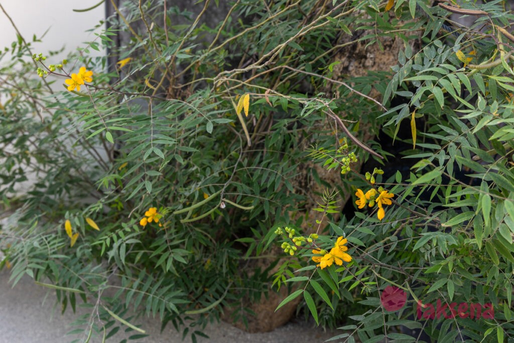 Сенна западная (Senna occidentalis) растения мальдив