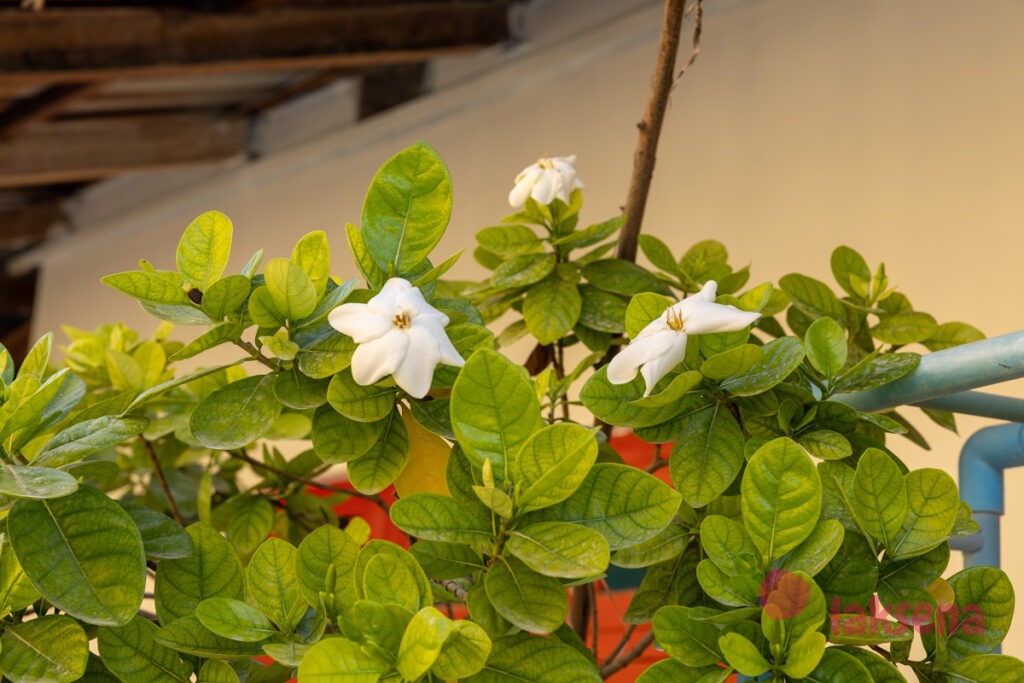 Гардения жасминовидная (Gardenia jasminoides, Gardenia augusta) цветы мальдив