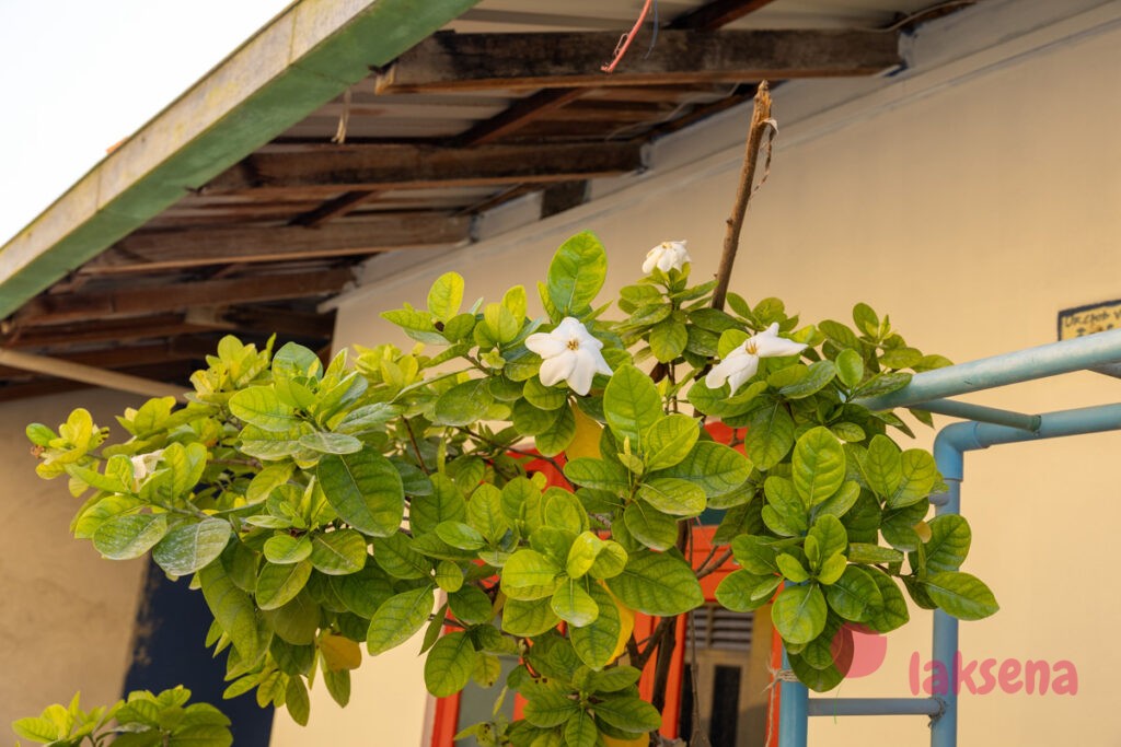 Гардения жасминовидная (Gardenia jasminoides, Gardenia augusta) цветы мальдив