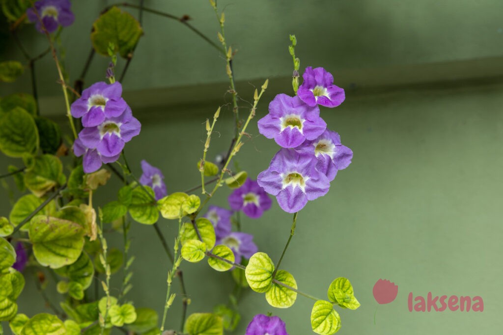 Азистазия гангская (Asystasia gangetica) цветы мальдив