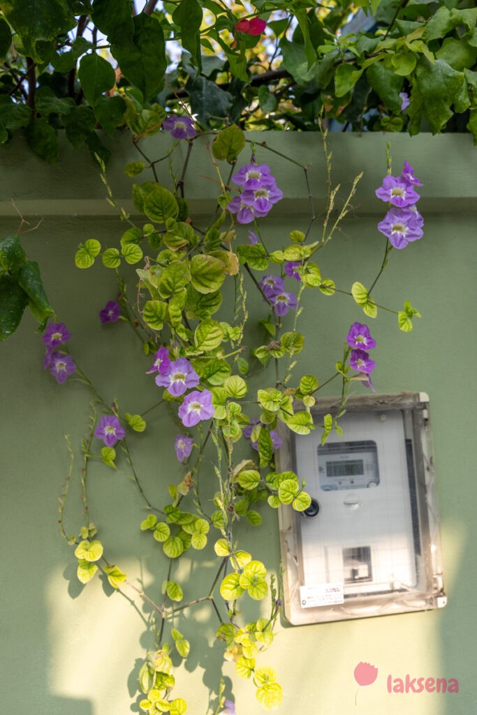 Азистазия гангская (Asystasia gangetica) цветы мальдив