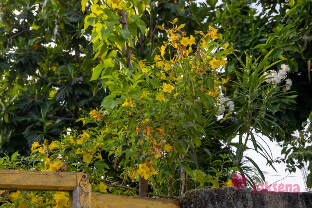 Текома прямостоячая (Tecoma stans) цветы мальдив