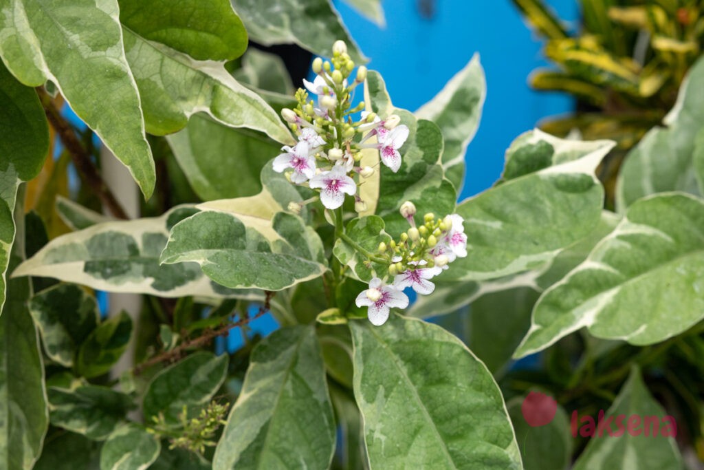 Псевдэрантемум Каррутерса (Pseuderanthemum carruthersii) цветы мальдив