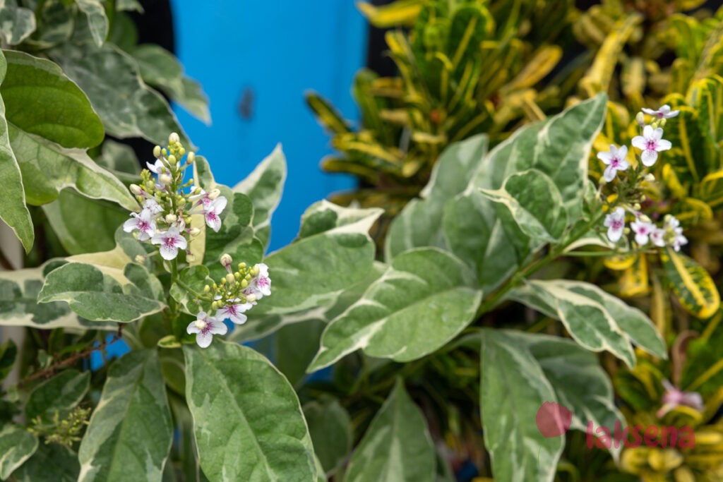 Псевдэрантемум Каррутерса (Pseuderanthemum carruthersii) цветы мальдив