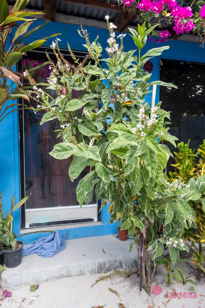 Псевдэрантемум Каррутерса (Pseuderanthemum carruthersii) растения мальдив