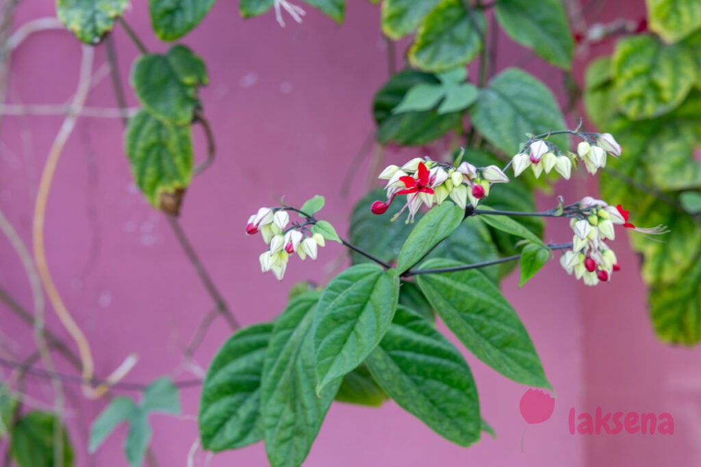 Клеродендрум Томпсона (Clerodendrum thomsoniae) цветы мальдив