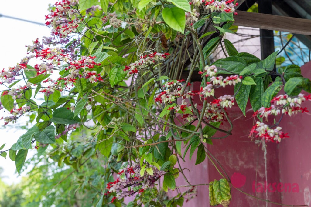 Клеродендрум Томпсона (Clerodendrum thomsoniae) цветы мальдив