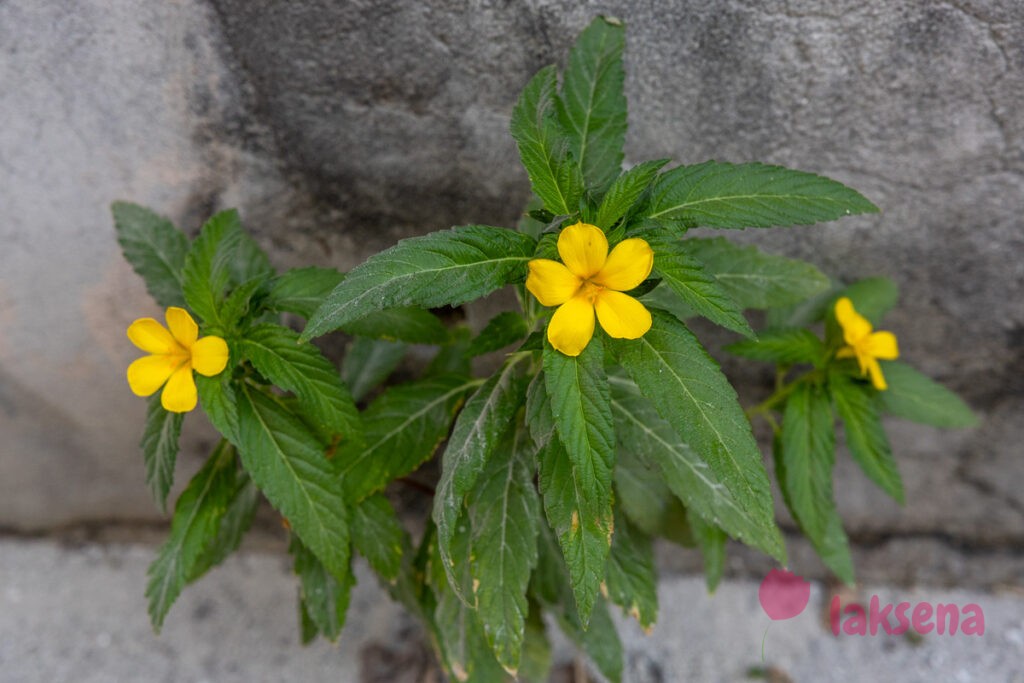 Тёрнера вязолистная (Turnera ulmifolia) растения мальдив