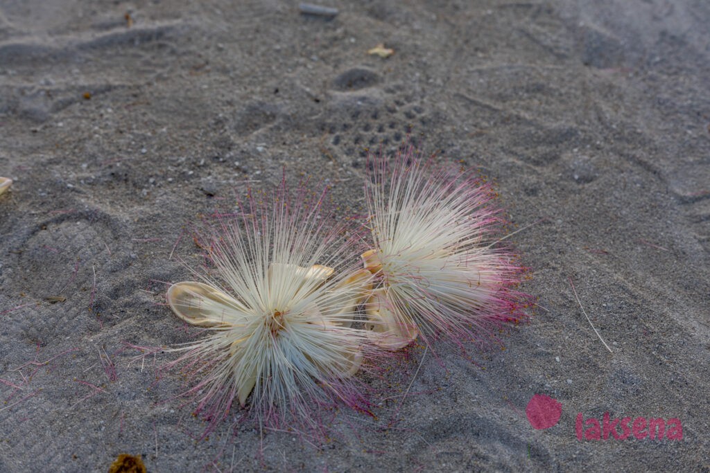 Баррингтония азиатская (Barringtonia asiatica) цветы мальдив