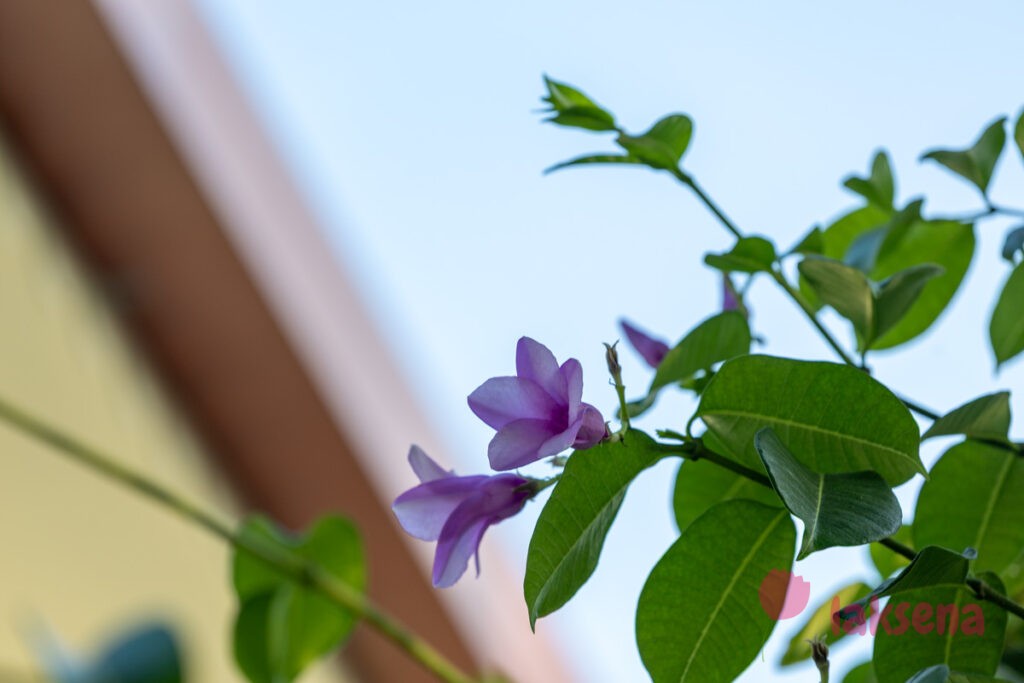 Криптостегия крупноцветковая (Cryptostegia grandiflora) цветы мальдив