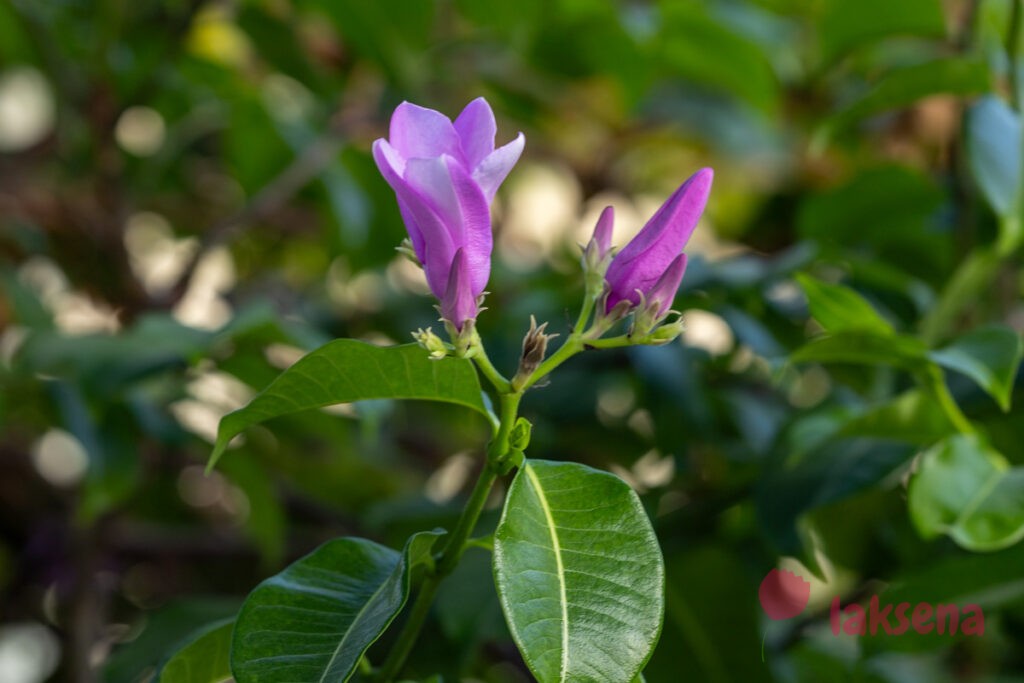 Криптостегия крупноцветковая (Cryptostegia grandiflora) цветы мальдив