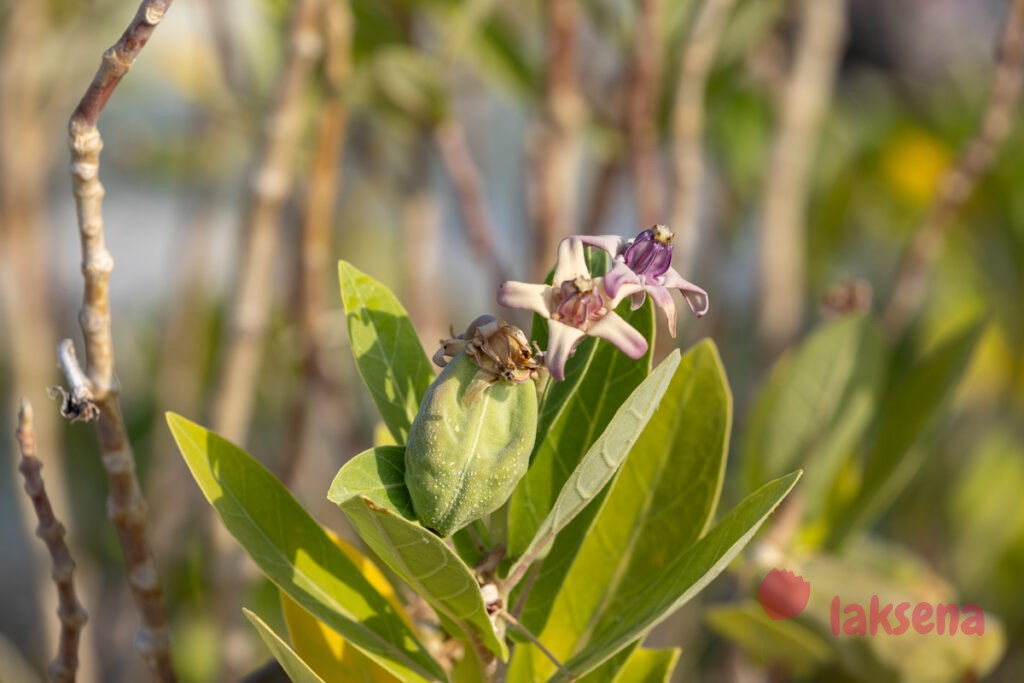 Калотропис Гигантский (лат. Calotropis Gigantea) цветы мальдив