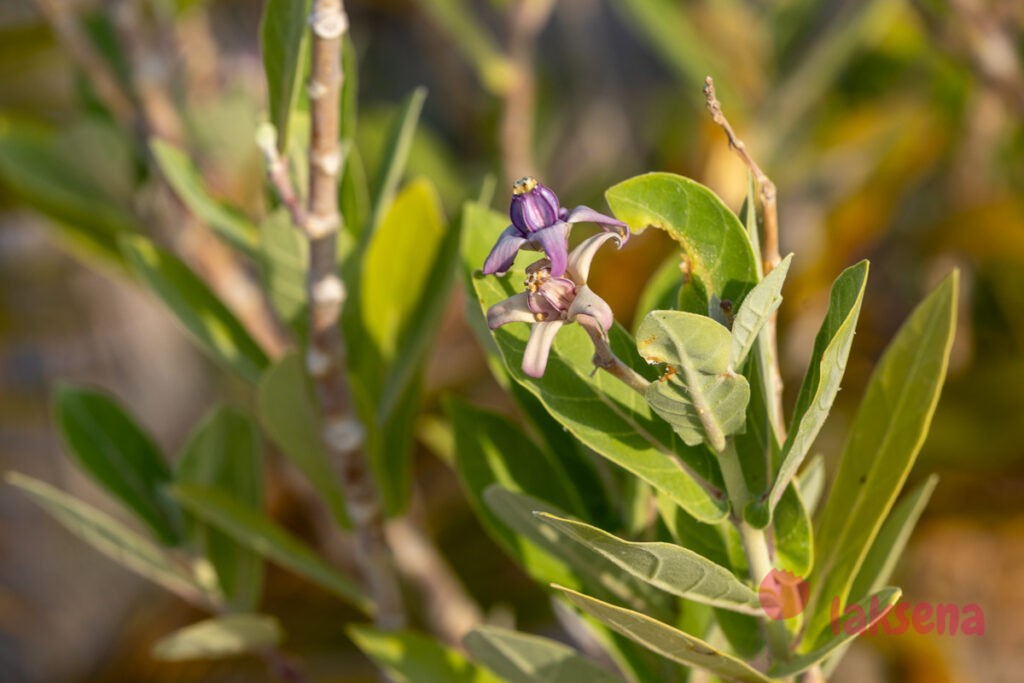 Калотропис Гигантский (лат. Calotropis Gigantea) растения мальдив