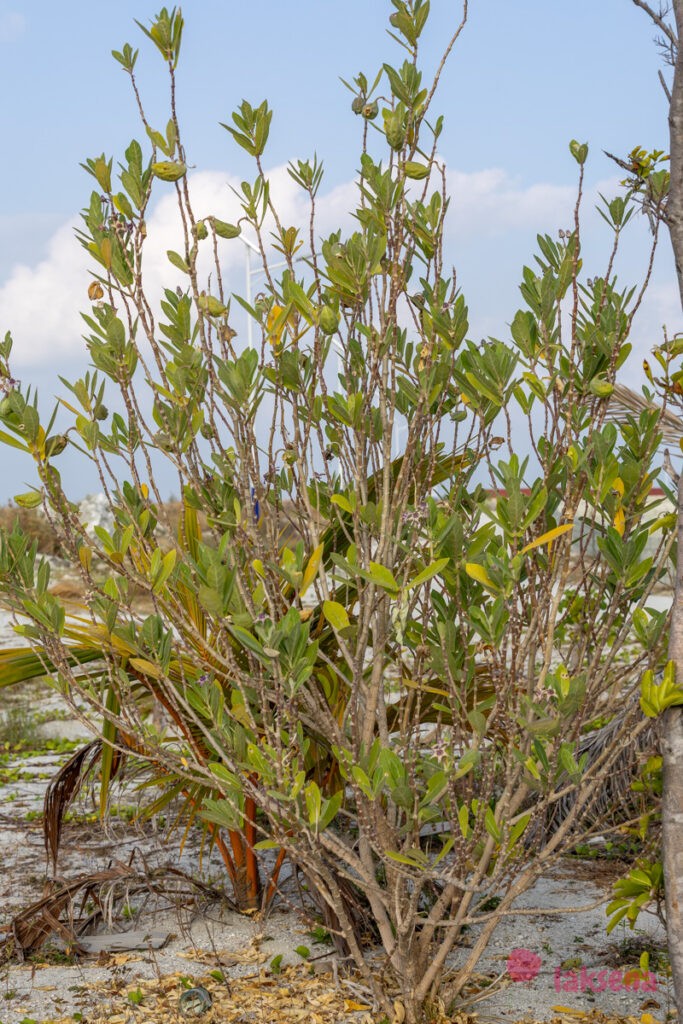 Калотропис Гигантский (лат. Calotropis Gigantea) цветы мальдив