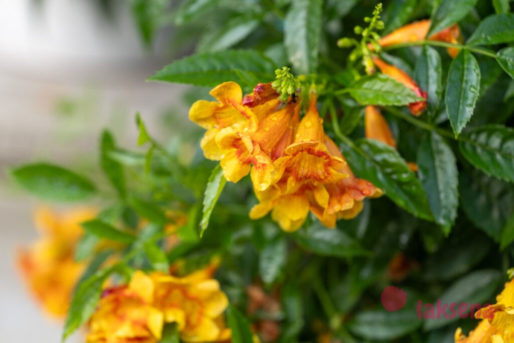 Текома прямостоячая (Tecoma stans) растения мальдив