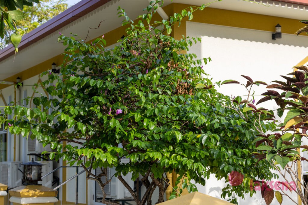 Криптостегия крупноцветковая (Cryptostegia grandiflora) цветы мальдив