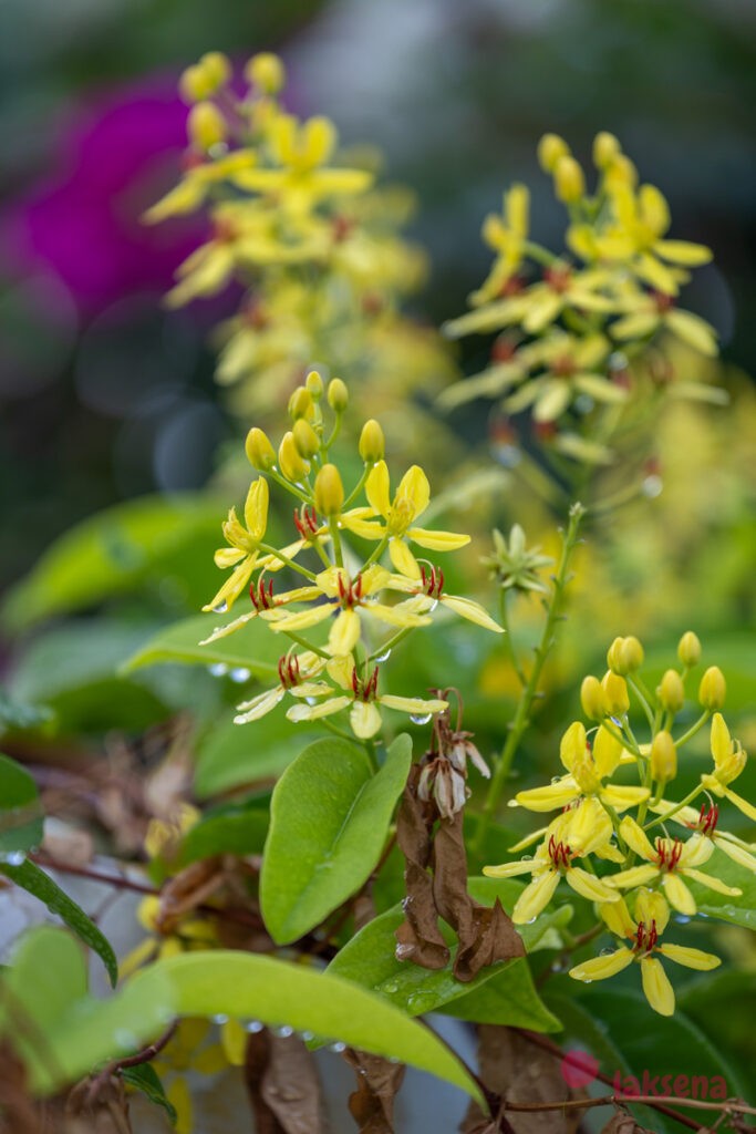 Тристеллатейя (Tristellateia australasiae) растения мальдив