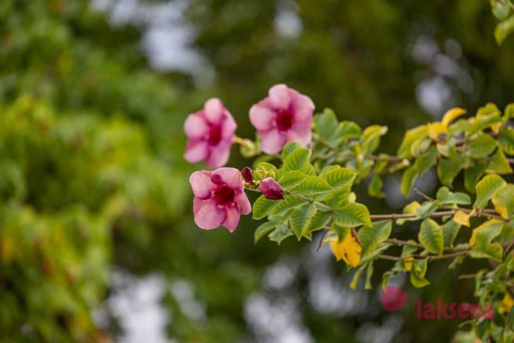Алламанда пурпурная, алламанда вишневая, Allamanda blanchetii (Allamanda violacea) Cherry Jubilee цветы мальдив