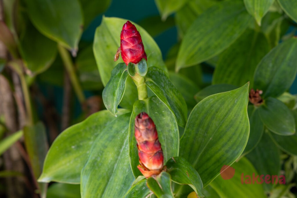 Имбирь зерумбет (Zingiber zerumbet) растения мальдив