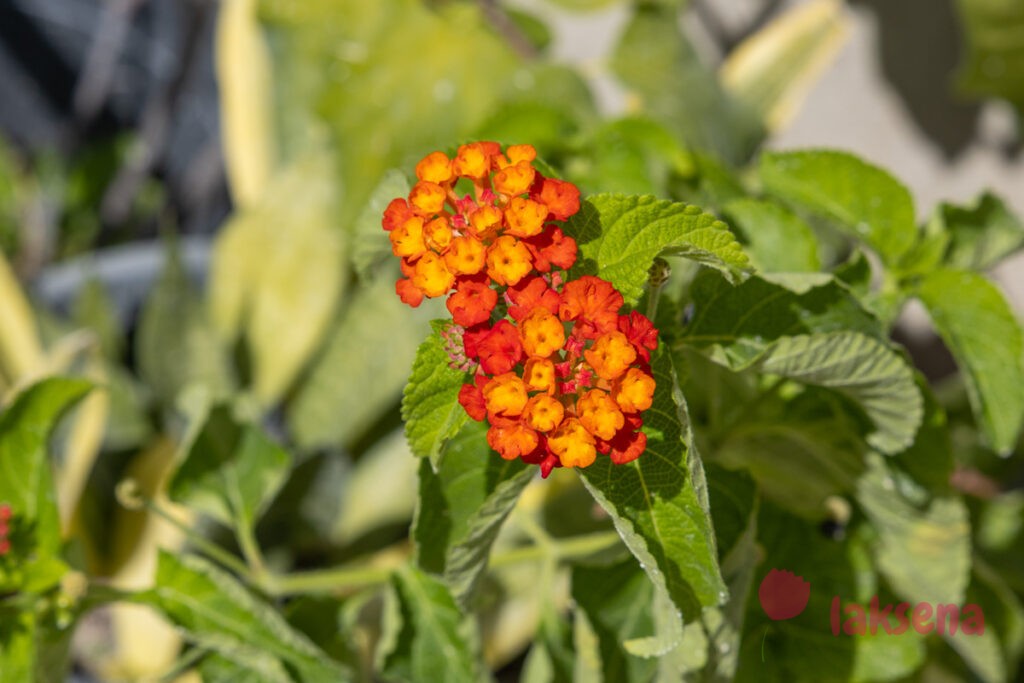 Лантана сводчатая, или шиповатая (Lantana camara) цветы мальдив