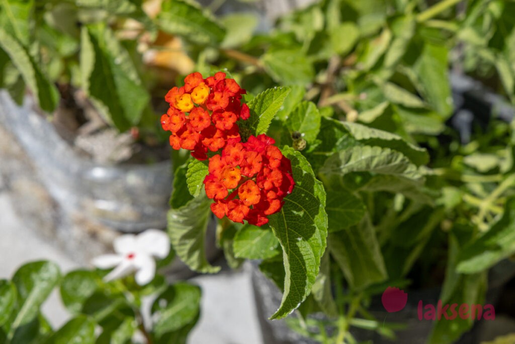 Лантана сводчатая, или шиповатая (Lantana camara) цветы мальдив