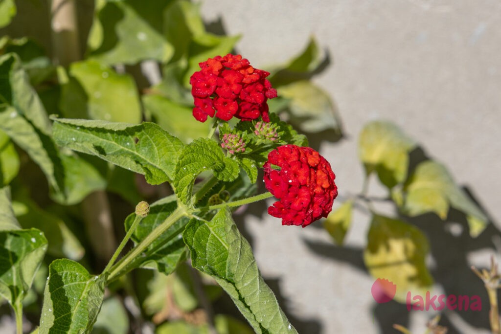 Лантана сводчатая, или шиповатая (Lantana camara) растения мальдив