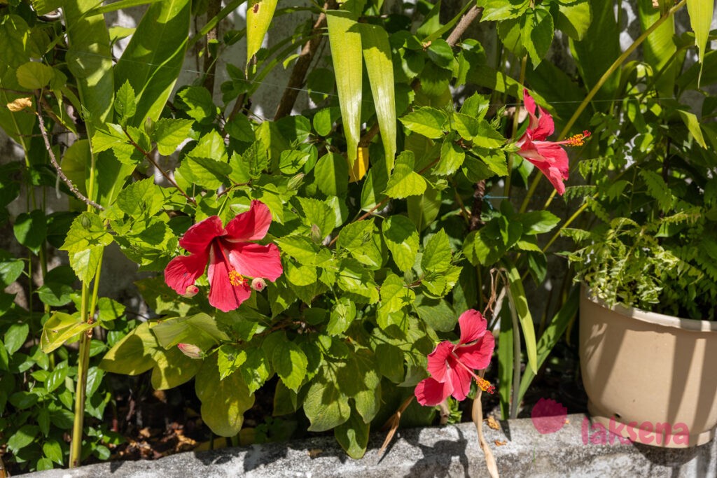 Гибискус китайский (Hibiscus rosa-sinensis) цветы мальдив