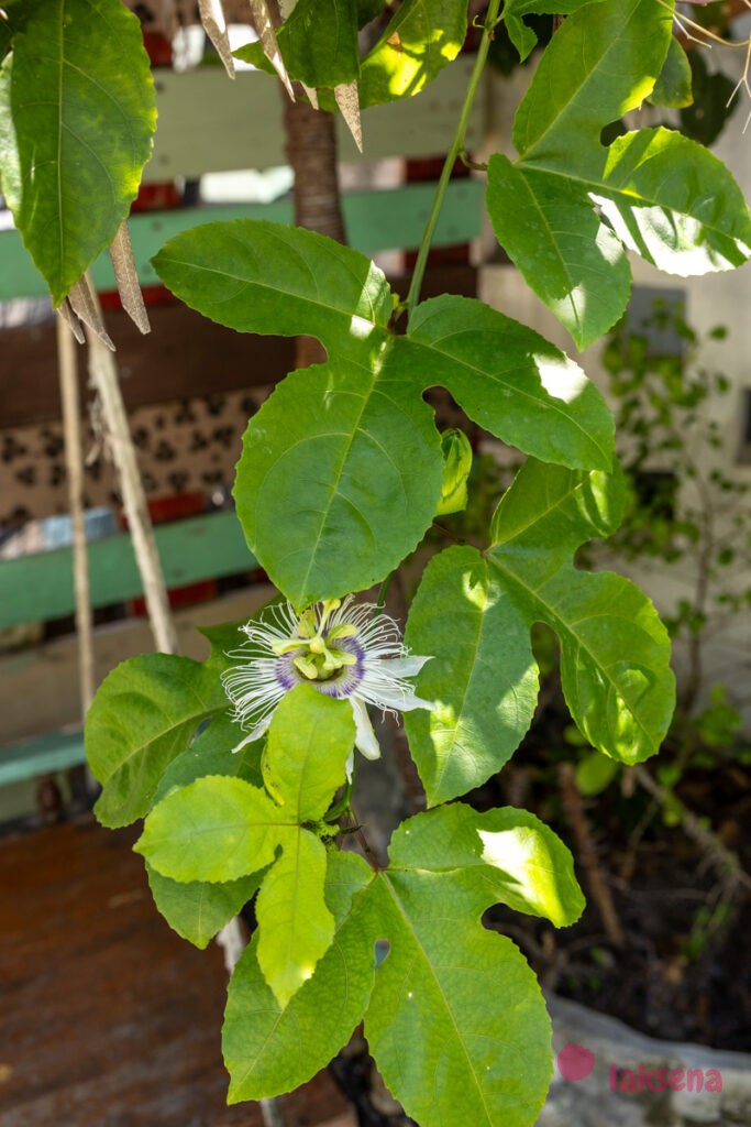 Страстоцвет, пассифлора (Passiflora edulis) цветы мальдив