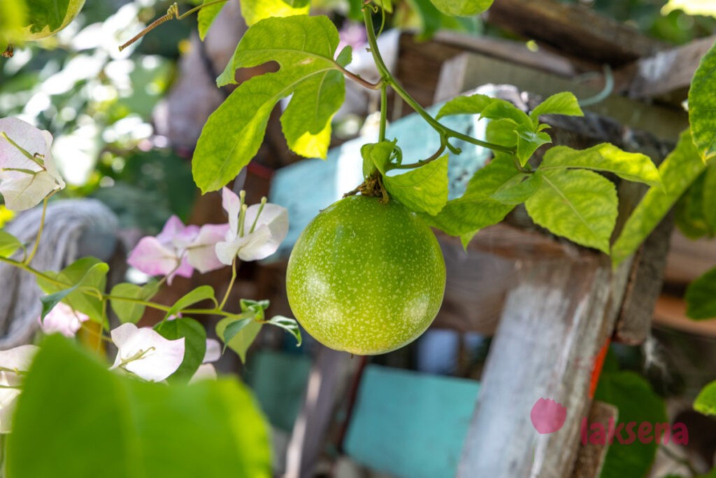 Страстоцвет, пассифлора (Passiflora edulis) растения мальдивы