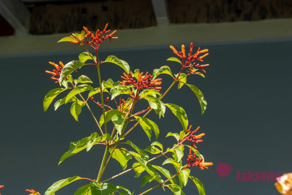 Хамелия отклоненная, Огненный куст (Hamelia patens) цветы мальдив