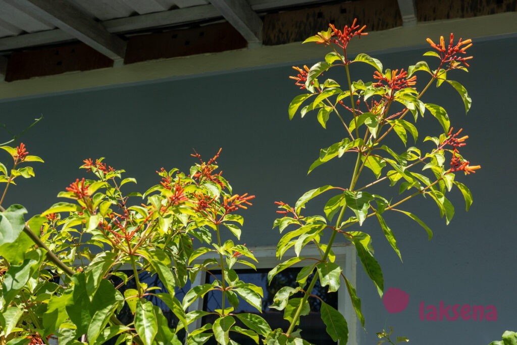 Хамелия отклоненная, Огненный куст (Hamelia patens) растения мальдив