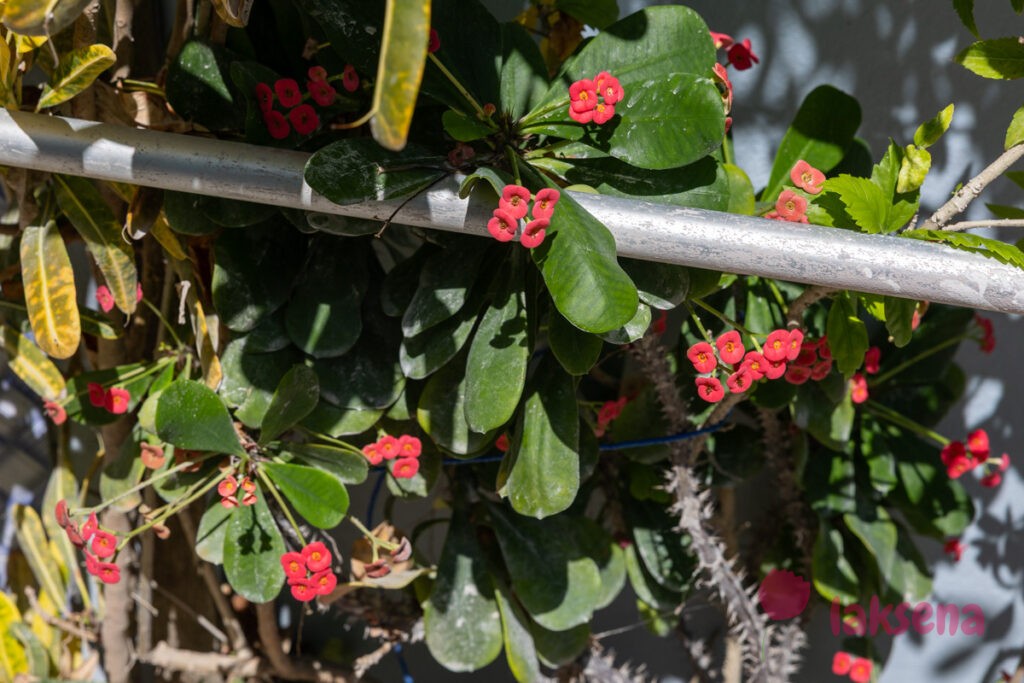 Молочай Миля (лат. Euphorbia milii Des Moul.)  цветы мальдив