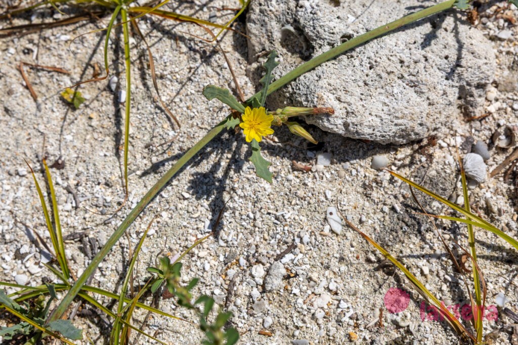 Пляжная лаунея (Launaea sarmentosa) растения мальдив