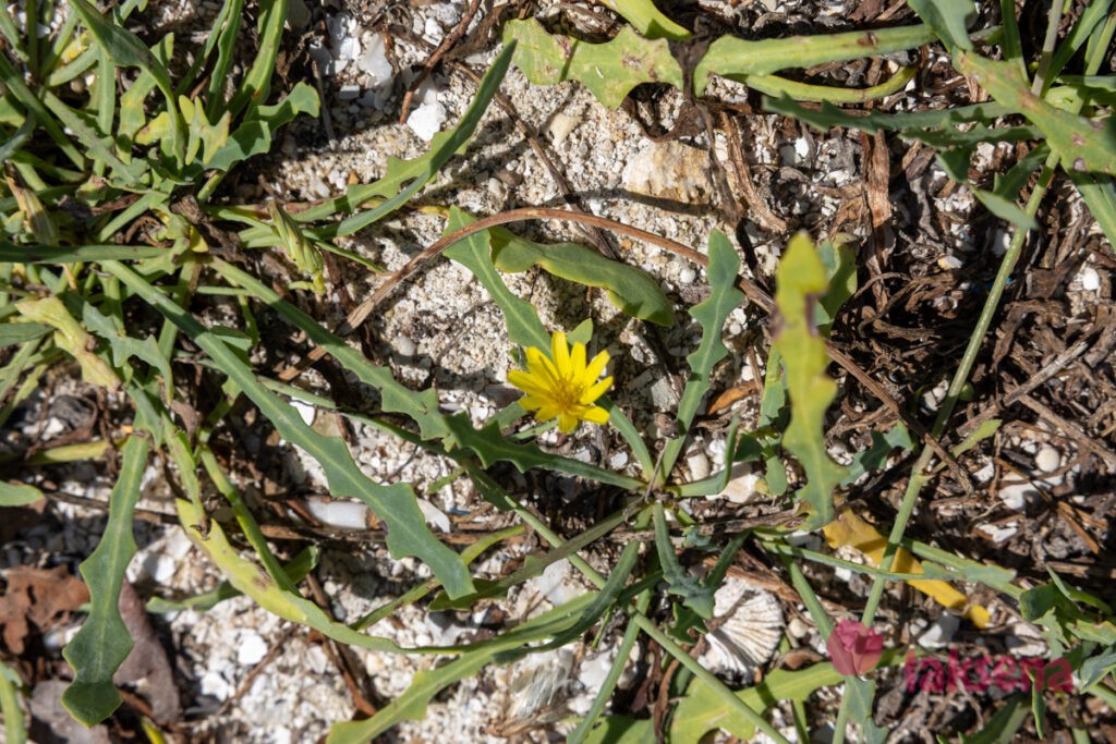 Пляжная лаунея (Launaea sarmentosa) цветы мальдив