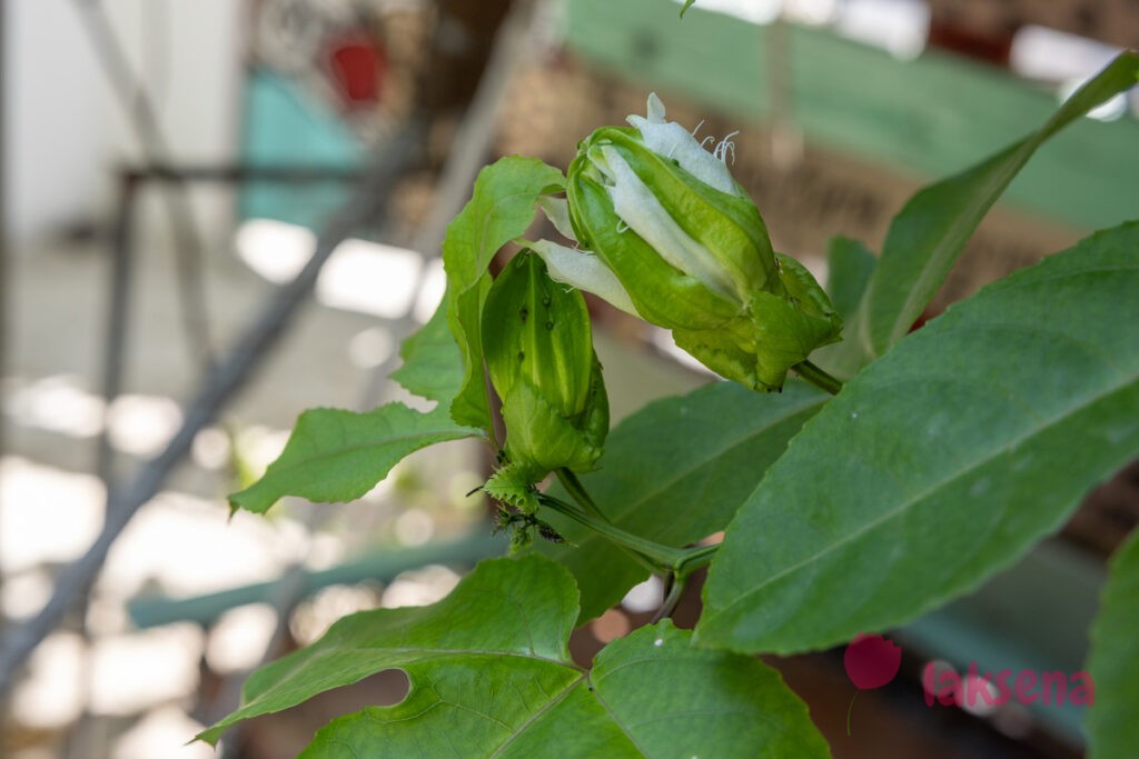 Страстоцвет, пассифлора (Passiflora edulis) цветы мальдив