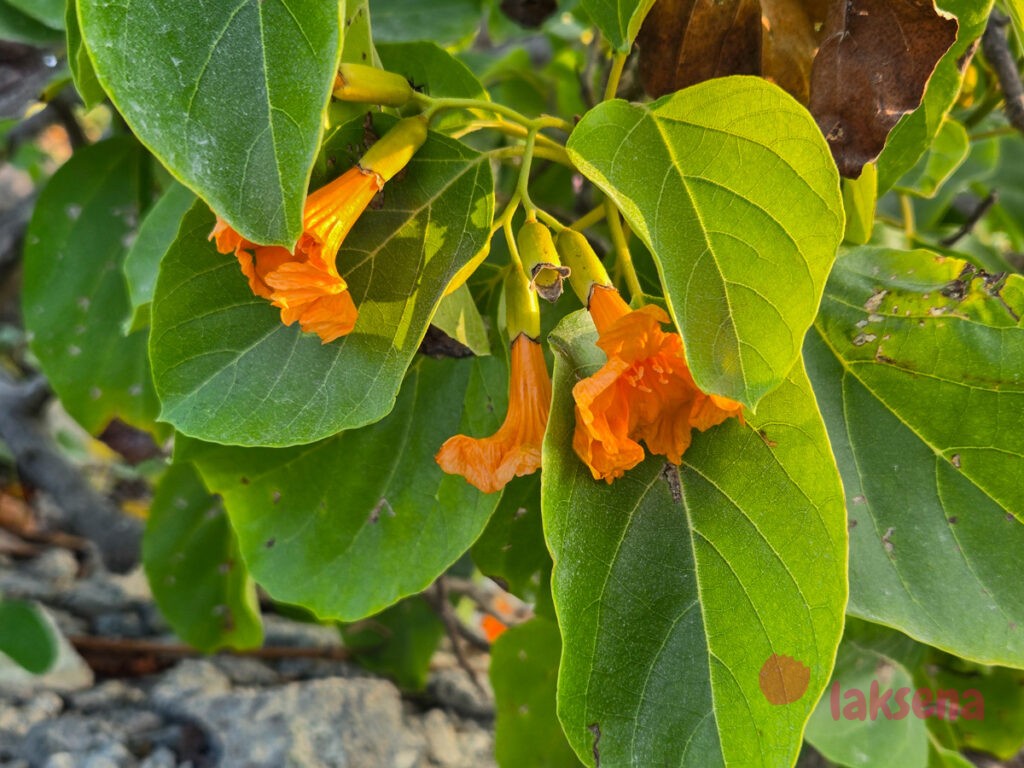 Кордия Себестена (Cordia sebestena) цветы мальдив