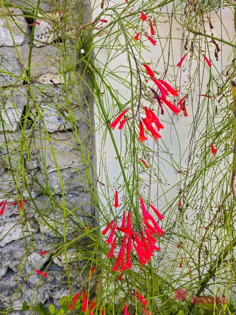 Русселия хвощевидная, Коралловый папоротник (Russelia equisetiformis) цветы мальдив