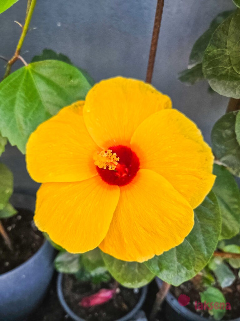 Гибискус китайский (Hibiscus rosa-sinensis) растения мальдив